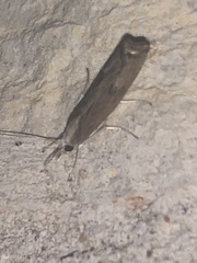 Parapediasia teterrellus