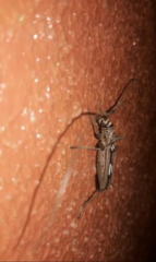 Eburia