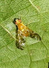 Trypetinae