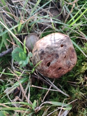 Amphibolips quercusinanis