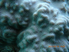 Porites rus