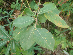 Salix cinerea