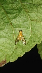 Trypetinae