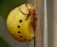 Chrysomelidae