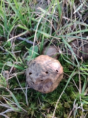 Amphibolips quercusinanis