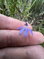 Cyanicula caerulea