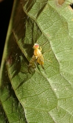 Trypetinae