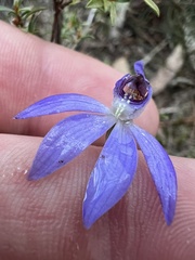Cyanicula caerulea