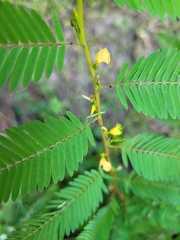 Chamaecrista nictitans