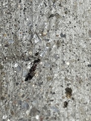 Cardiocondyla mauritanica