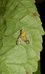 Trypetinae