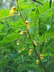 Chamaecrista nictitans
