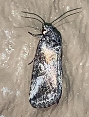 Aleptina