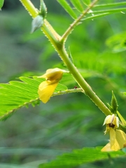 Chamaecrista nictitans