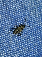 Beosus maritimus