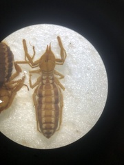 Gaucha fulvipes
