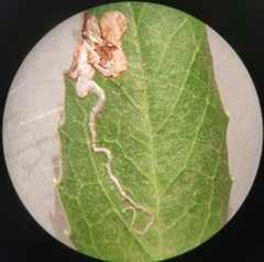 Stigmella heteromelis