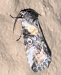Aleptina