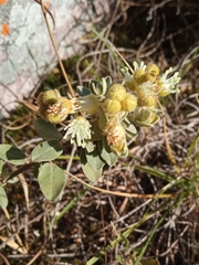 Euphorbiaceae
