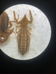 Gaucha fulvipes