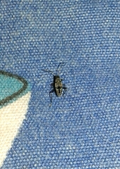 Beosus maritimus