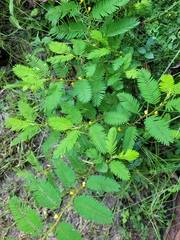 Chamaecrista nictitans