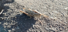 Xyleus discoideus discoideus