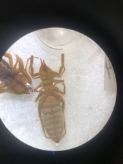 Gaucha fulvipes