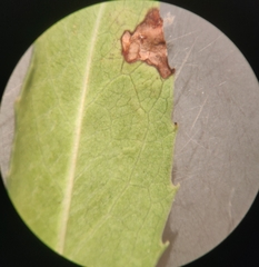 Stigmella heteromelis