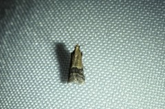 Eulogia ochrifrontella