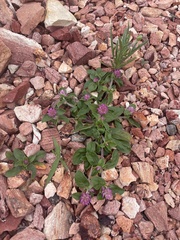 Caryophyllales