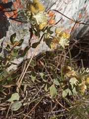 Euphorbiaceae