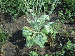 Brassica rapa
