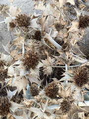 Eryngium maritimum