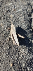 Xyleus discoideus discoideus
