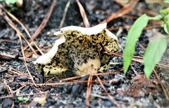 Hohenbuehelia petaloides