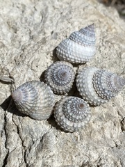 Cenchritis muricatus