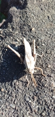 Xyleus discoideus discoideus