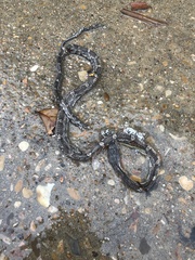 Pantherophis obsoletus