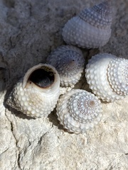 Cenchritis muricatus