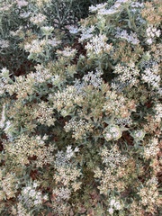 Echinophora spinosa