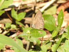 Euptychiina