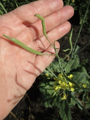 Brassica rapa