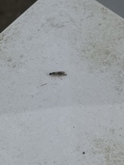 Sarginae