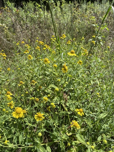 Helenium autumnale
