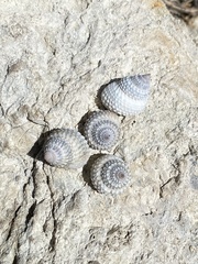 Cenchritis muricatus
