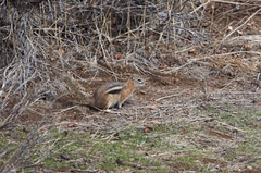 Callospermophilus lateralis