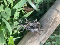 Arilus cristatus