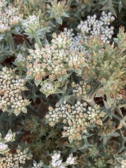 Echinophora spinosa