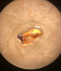 Constrictotermes cyphergaster